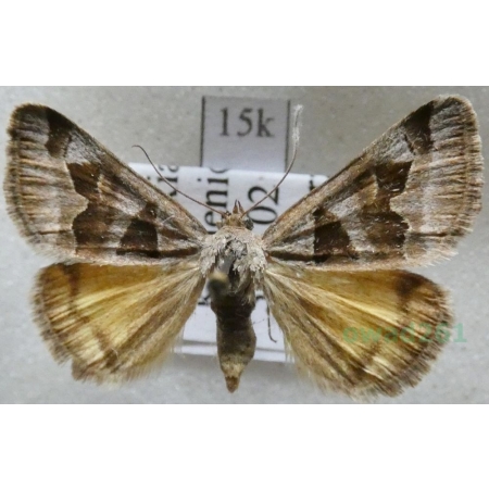 Euclidia triquetra (Denis & Schiffermüller, 1775) Slovakia15k